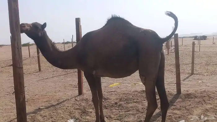 بكره جدعه لقحه مشروطه 2