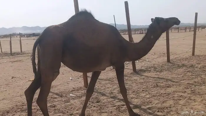 بكره جدعه لقحه مشروطه 1