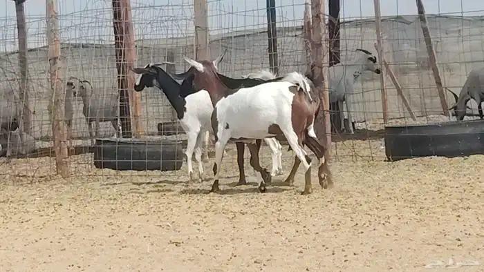 معزه جنوبيه العدد 3 روس 2