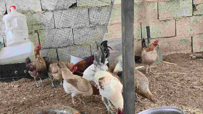 دجاج بلدي حظان 1