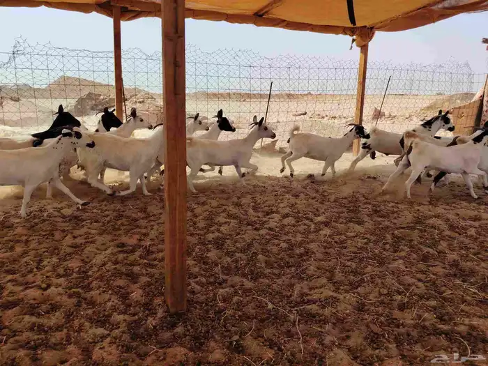 معزاا جفار بيشية وجنوبية 5