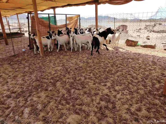 معزاا جفار بيشية وجنوبية 6