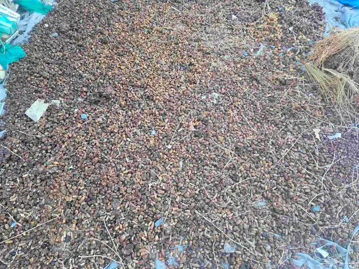 تمر غنم نضيف 0