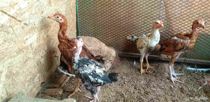 تم البيع.. صيصان باكستاني ورومي للبيع 8