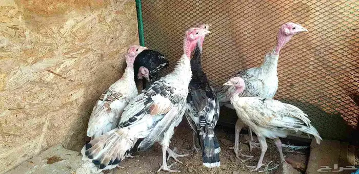 تم البيع.. صيصان باكستاني ورومي للبيع 4