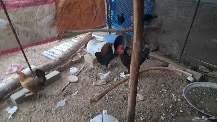 دجاج بلدي 2