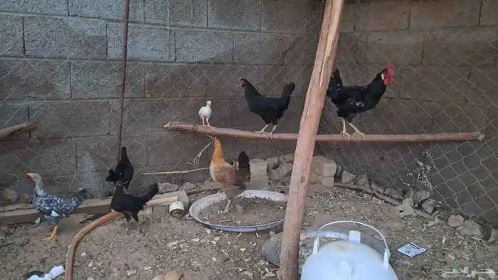دجاج بلدي 1