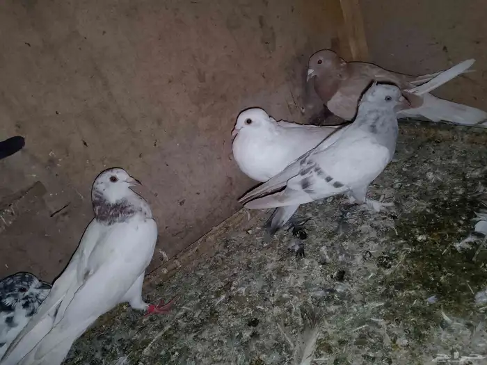 محكر و حمام مشكل للبيع 3