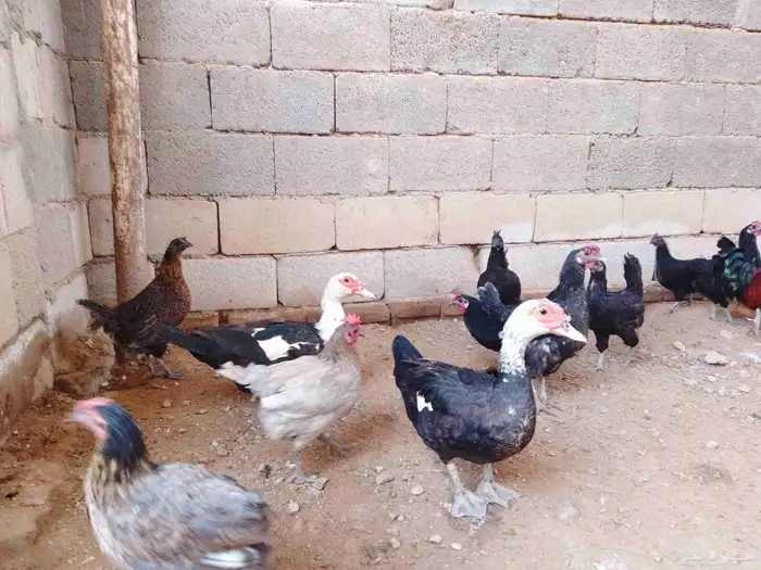 دجاج بياض 2