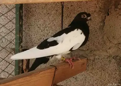 حمام شاينيز صيني index