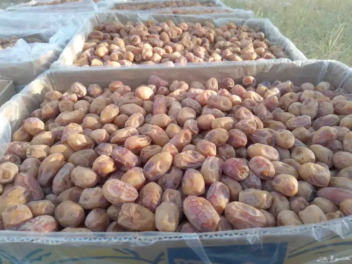 تمور فاخره للبيع اخلاص 0