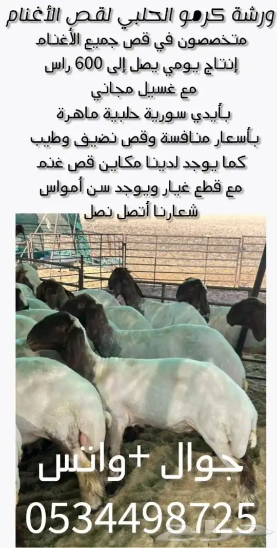 جز غنم او قص غنم في حفر الباطن وماحولها 0