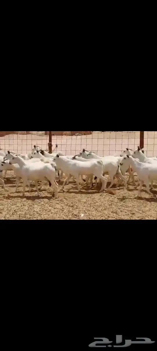 معزه بيشيه عددها 40 3