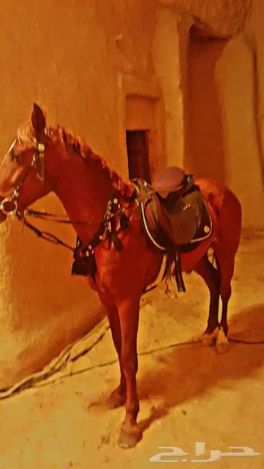 سلام عليكم يوجد لدينا اجار خيل و جمال وسيسي يوم اسبوع شهر 9