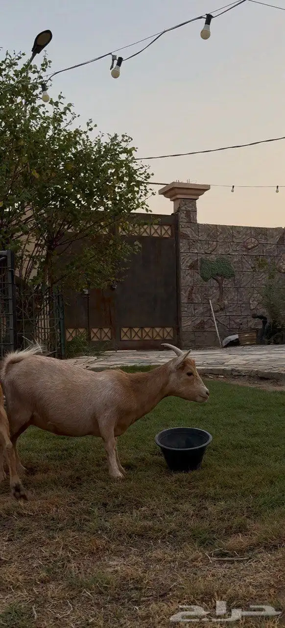 ماعز قزم منتجه ( تم البيع ) 0