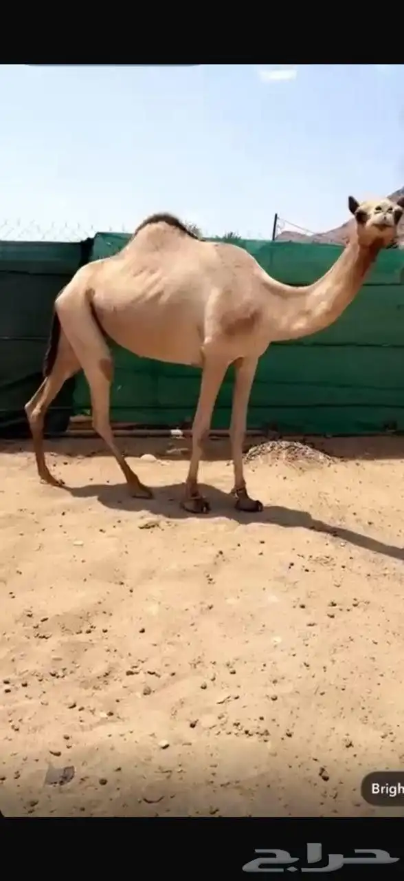 اصيل بنت الفايز الهرش 1