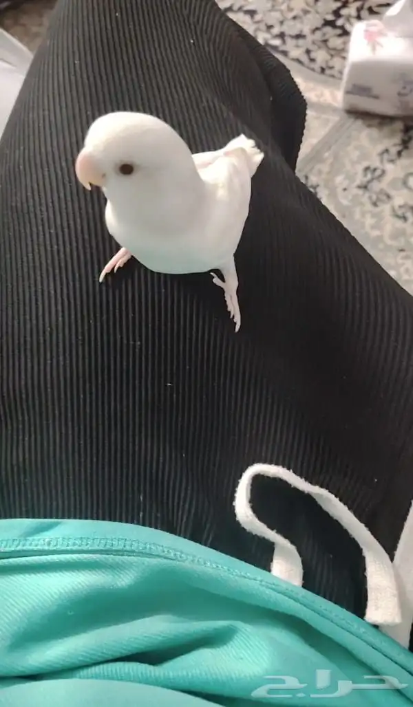 روز البينو اليف و هدد 1