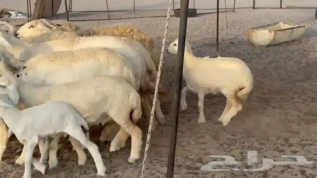 مشاء الله تبارك الله خلفات رخال حريات جدعان وتنايه ورباع 15 9