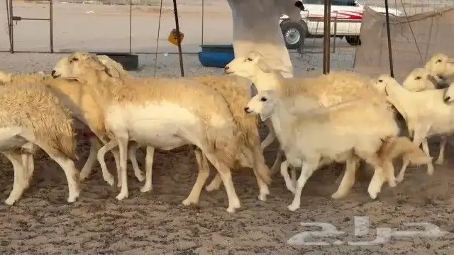 مشاء الله تبارك الله خلفات رخال حريات جدعان وتنايه ورباع 15 7