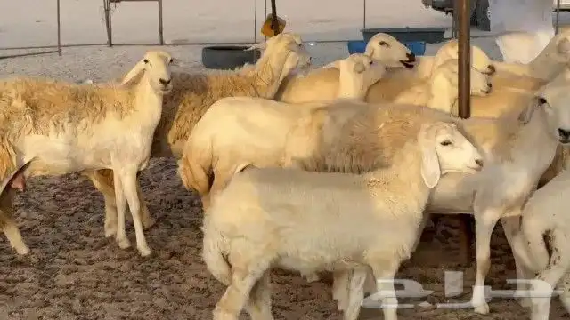 مشاء الله تبارك الله خلفات رخال حريات جدعان وتنايه ورباع 15 5