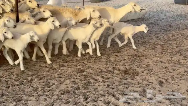مشاء الله تبارك الله خلفات رخال حريات جدعان وتنايه ورباع 15 1