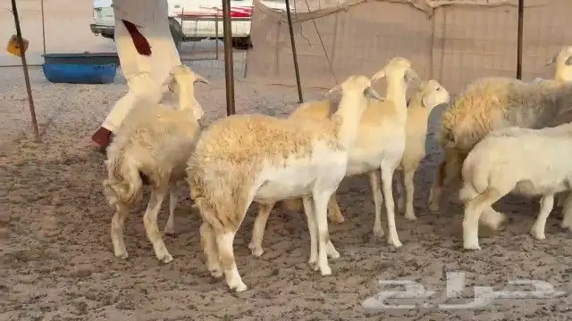 مشاء الله تبارك الله خلفات رخال حريات جدعان وتنايه ورباع 15 6