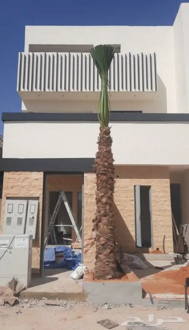 نخيل واشنطني زينه 6