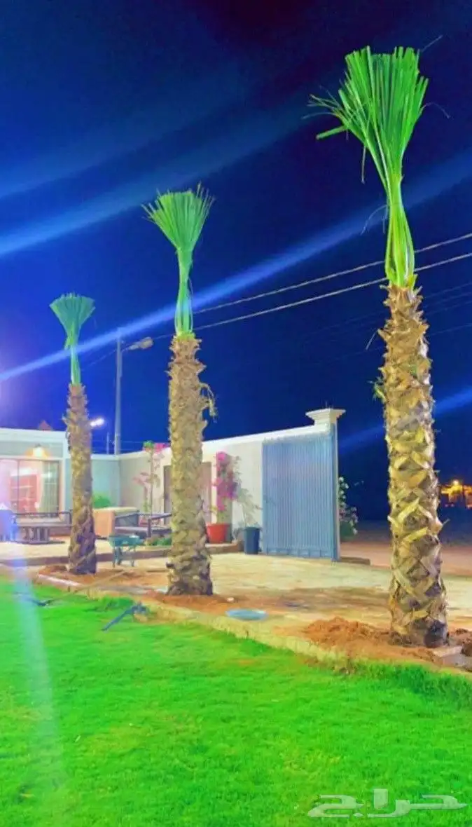 نخيل واشنطني زينه 0