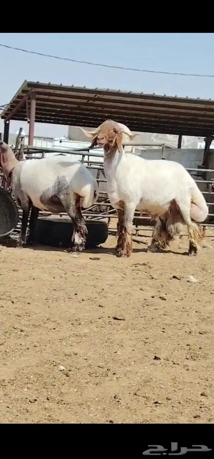 فحول نعيم صنف 1