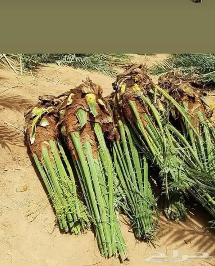 نقوم بقلع وغرس النخيل وتوريد النخيل العربي وا لواشنطني 0