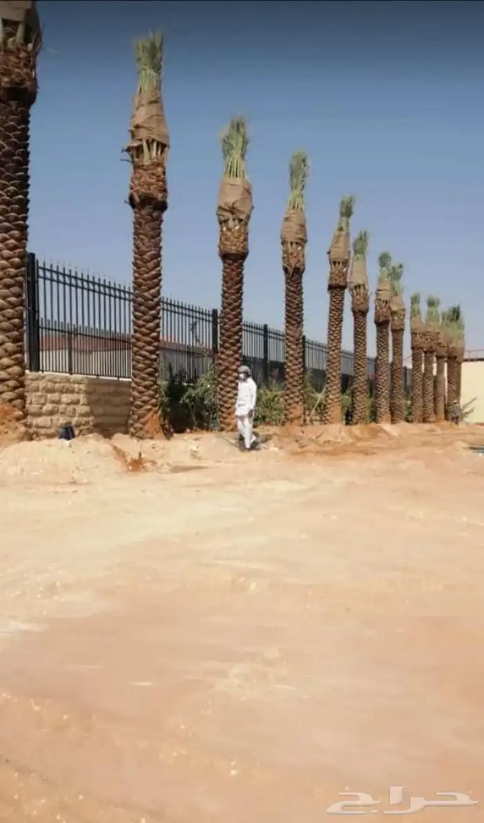 مقاول نخيل عربي وواشنطن توريد وزراعه 9