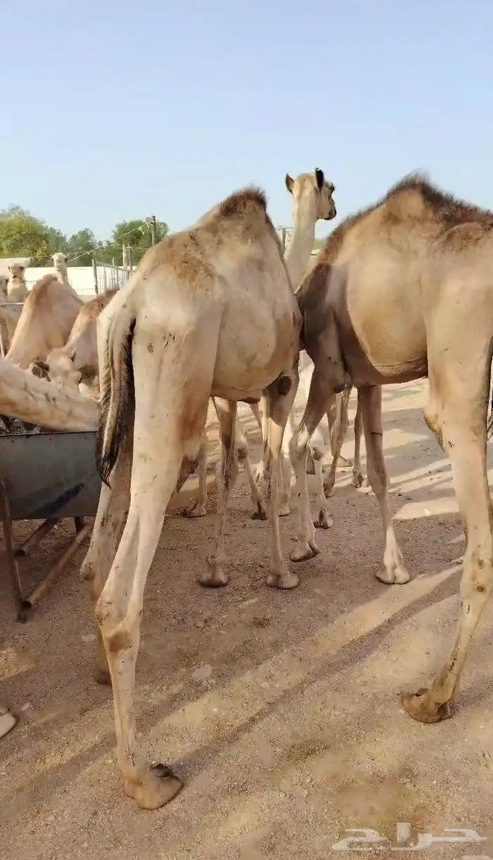 نعرض لكم قعدان صومالية مفاريد للبيع 1