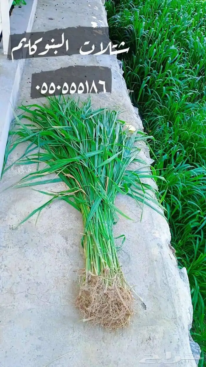 شتلات بونكايم البنوكايم بمحايل عسير 0