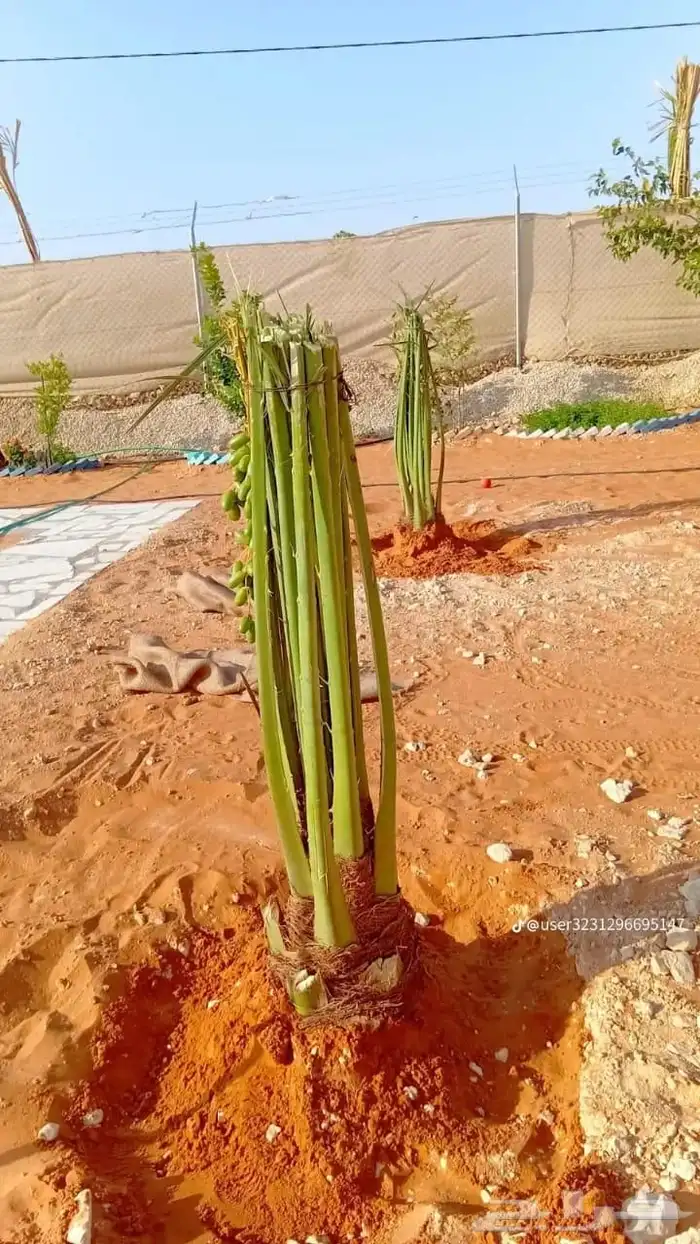 نقوم بقلع وغرس النخيل وتوريد النخيل العربي وا لواشنطني 1