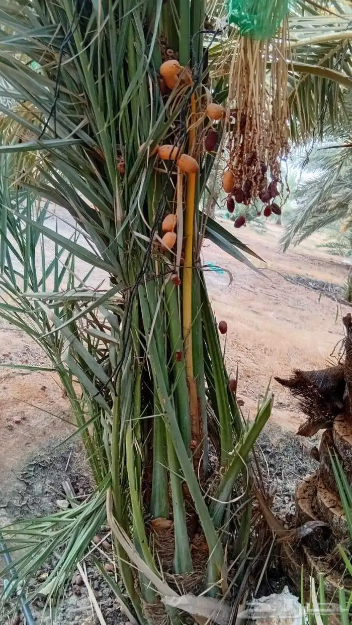 مثمر_بجميع_انواعه_ومقاسته_المختلفه 6