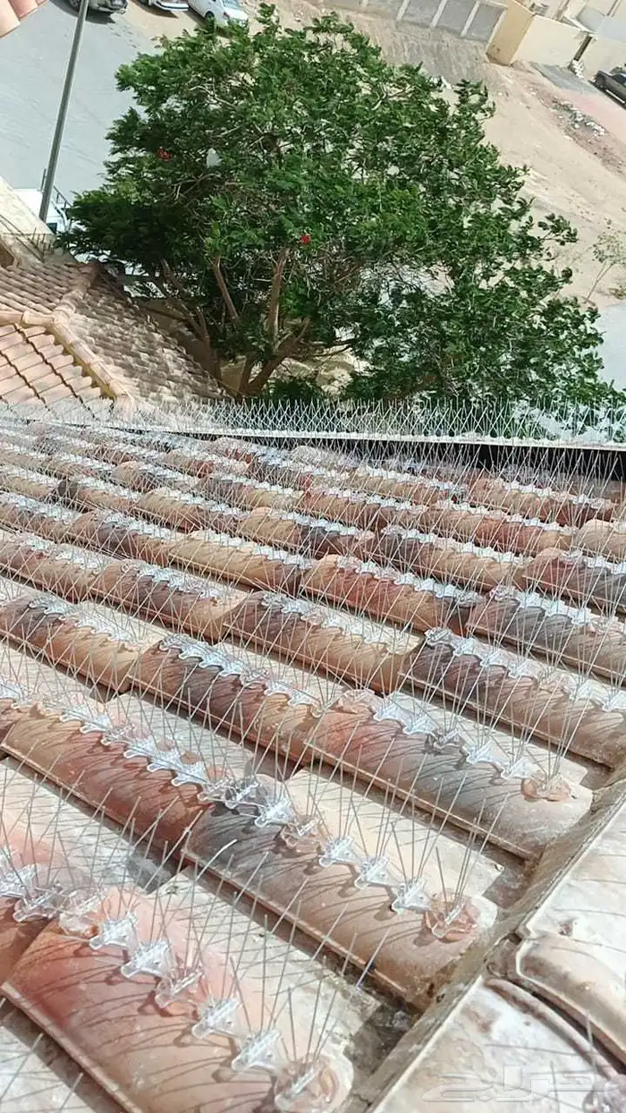 طارد الحمام الطيور شب 1