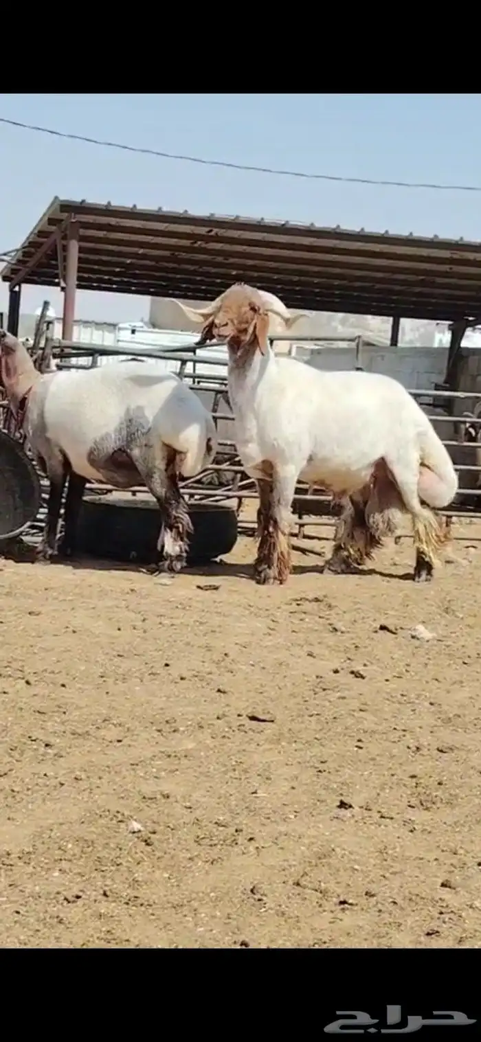فحول نعيم صنف 2