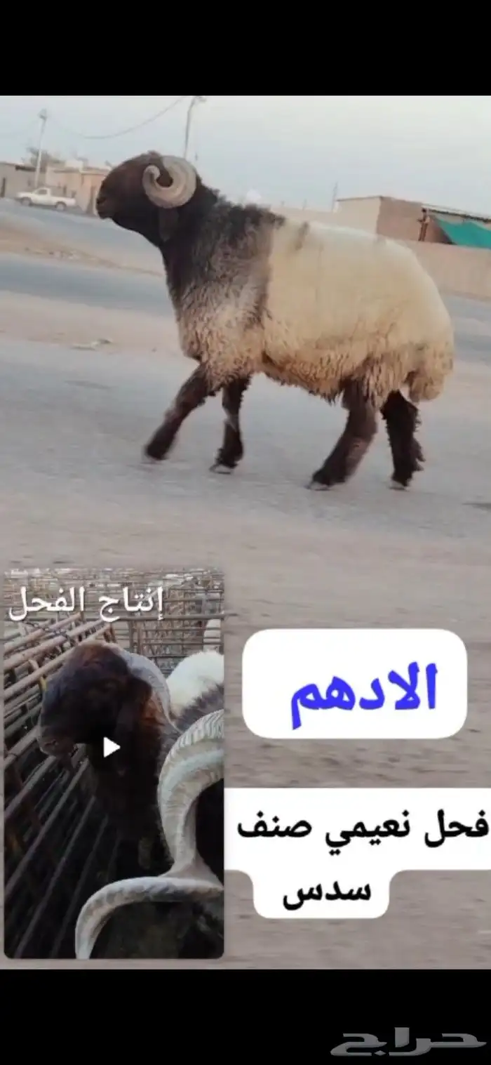 فحول نعيم صنف 3