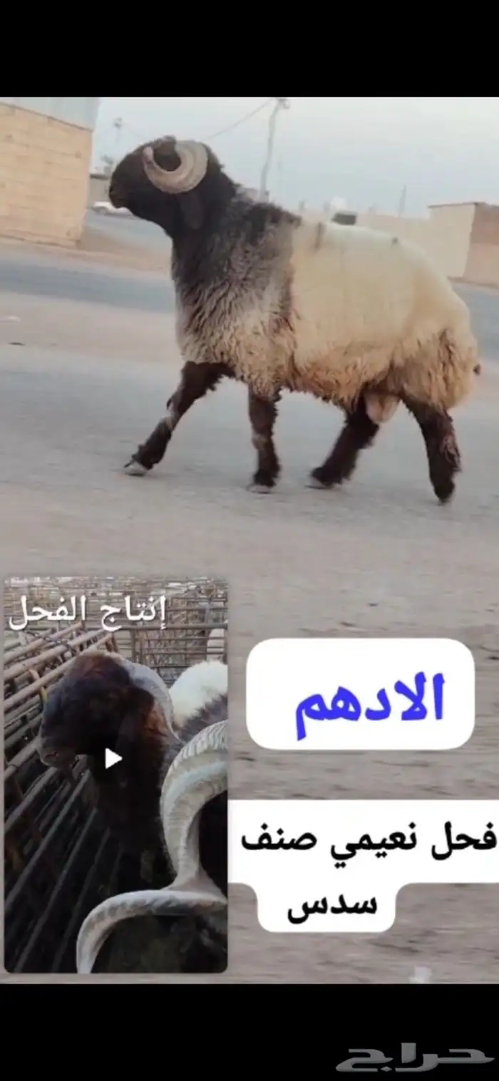 فحول نعيم صنف 4