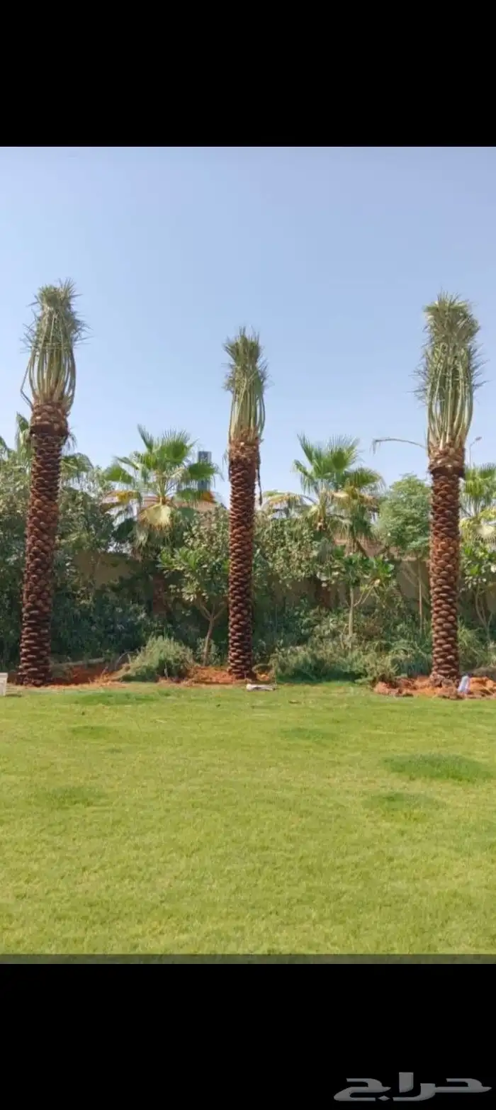 نخل مثمر نقايل صغيره وكبيره حسب الطلب انواع كثيره وفاخره 8