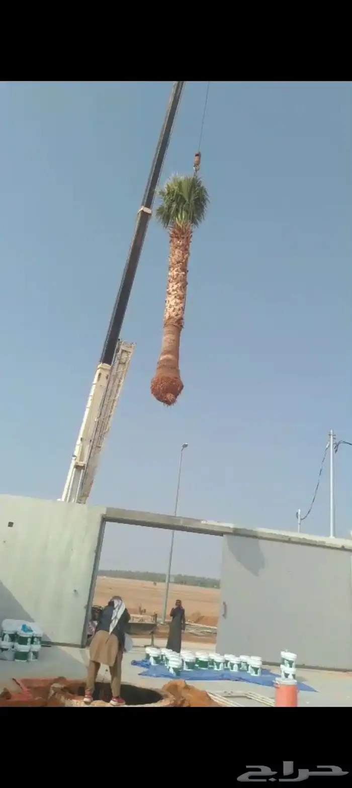 نخل وشنطني 1
