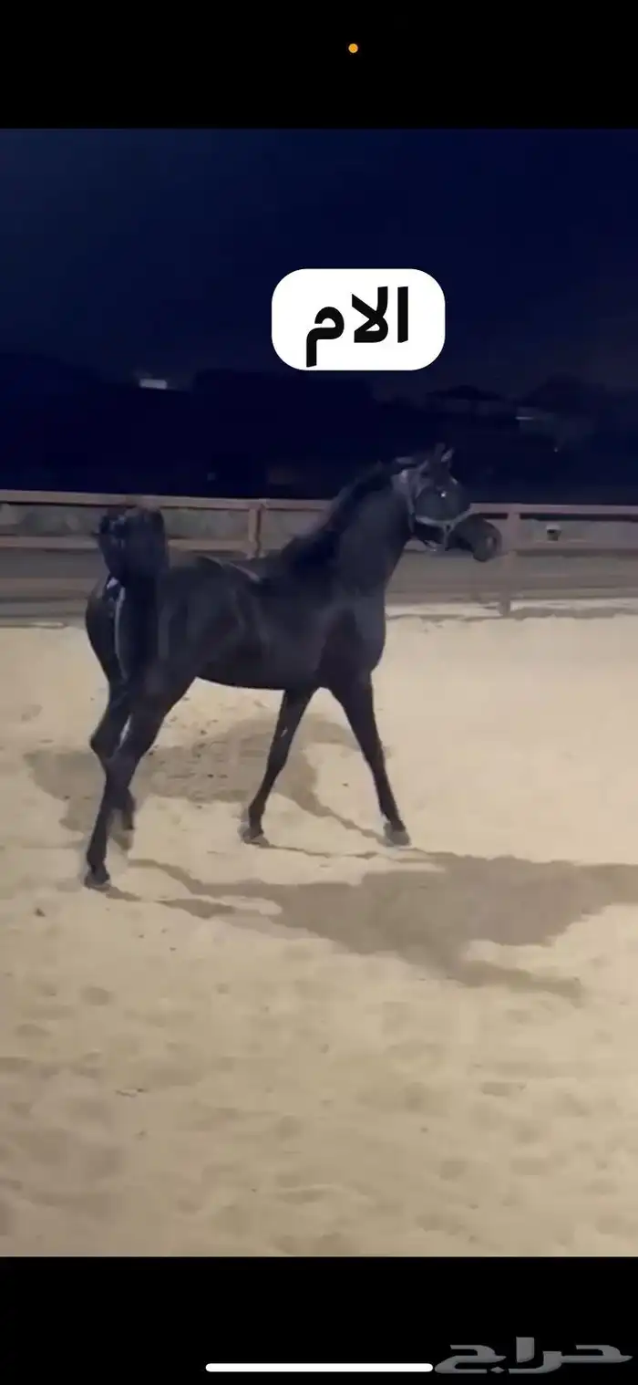 اسطبل العاديات في النعيريه 0
