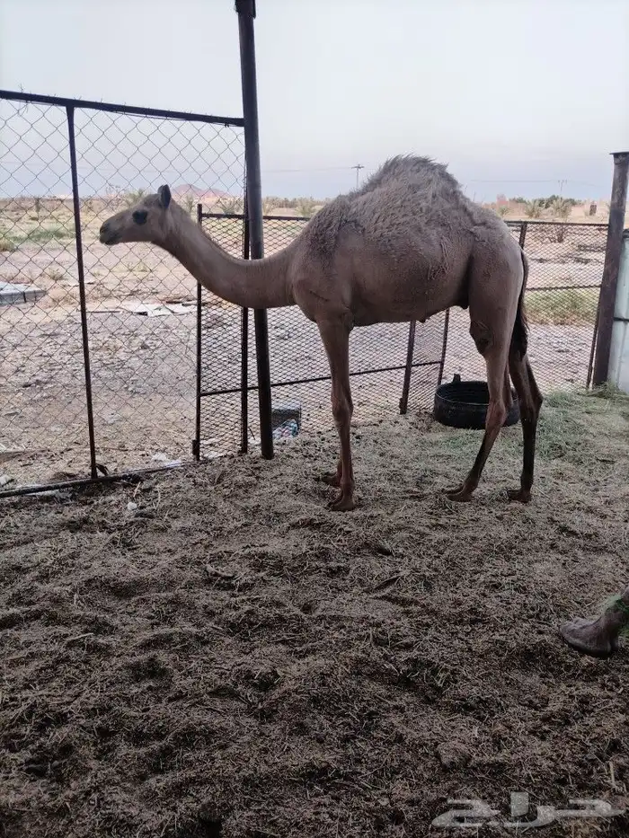 قعود هجن أصيل الاب منتج والام منتج 1