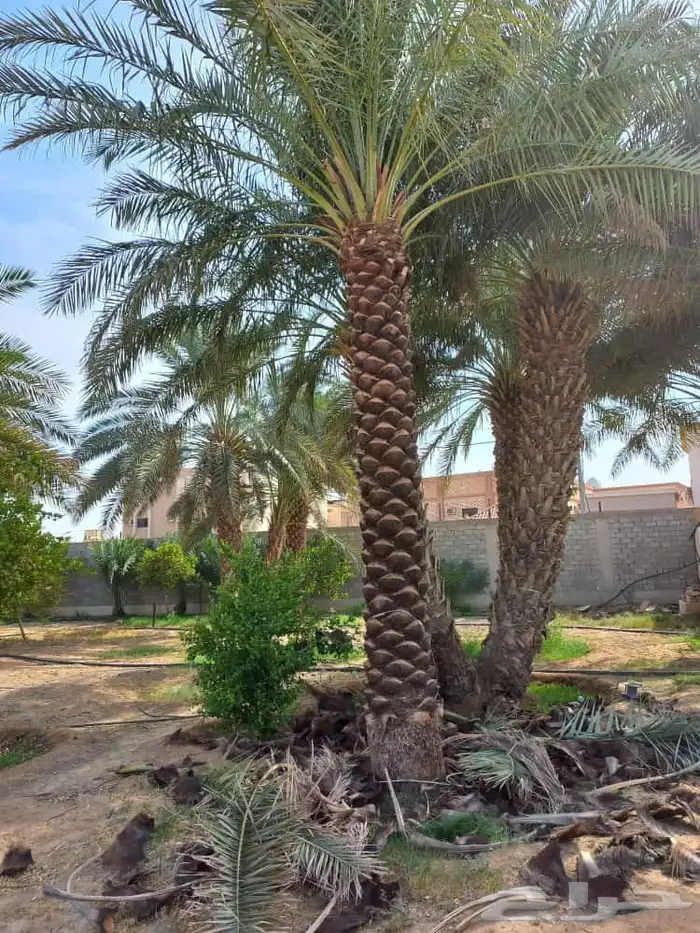 مقاول نخيل عربي وواشنطن توريد وزراعه 5