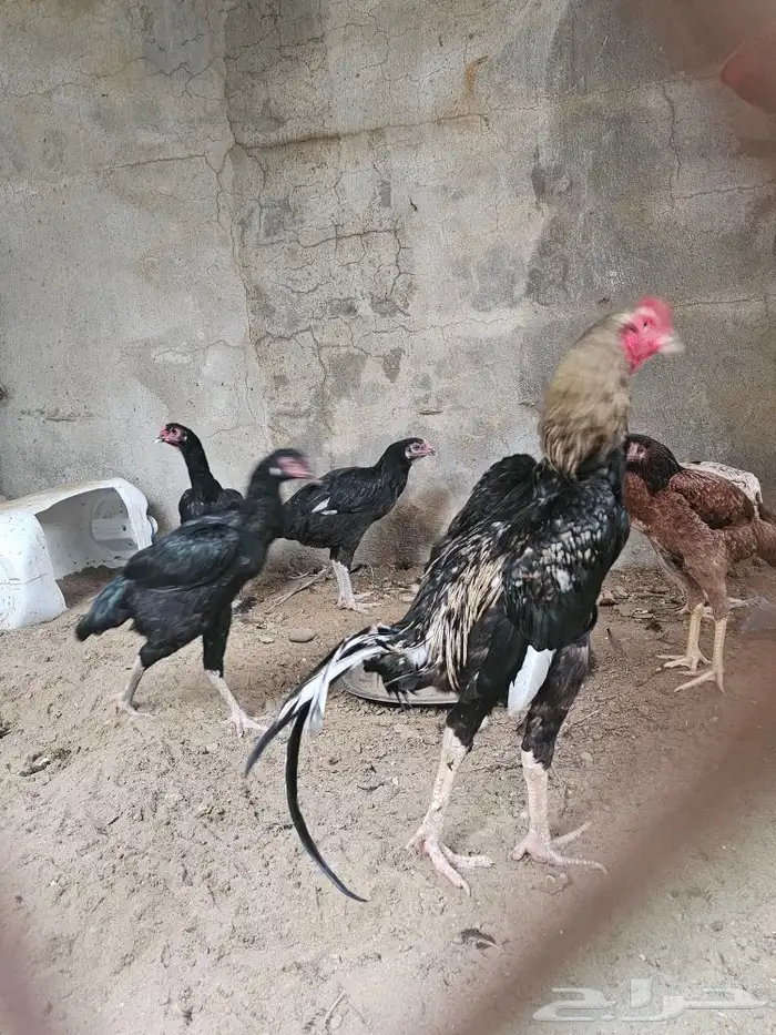 دجاج شامو الماني 1