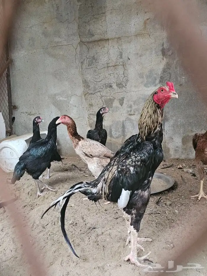 دجاج شامو الماني 0