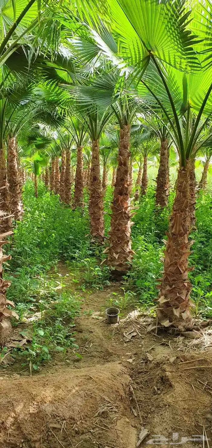 للبيع نخل واشنطونيا زينه جميع المقاسات 7