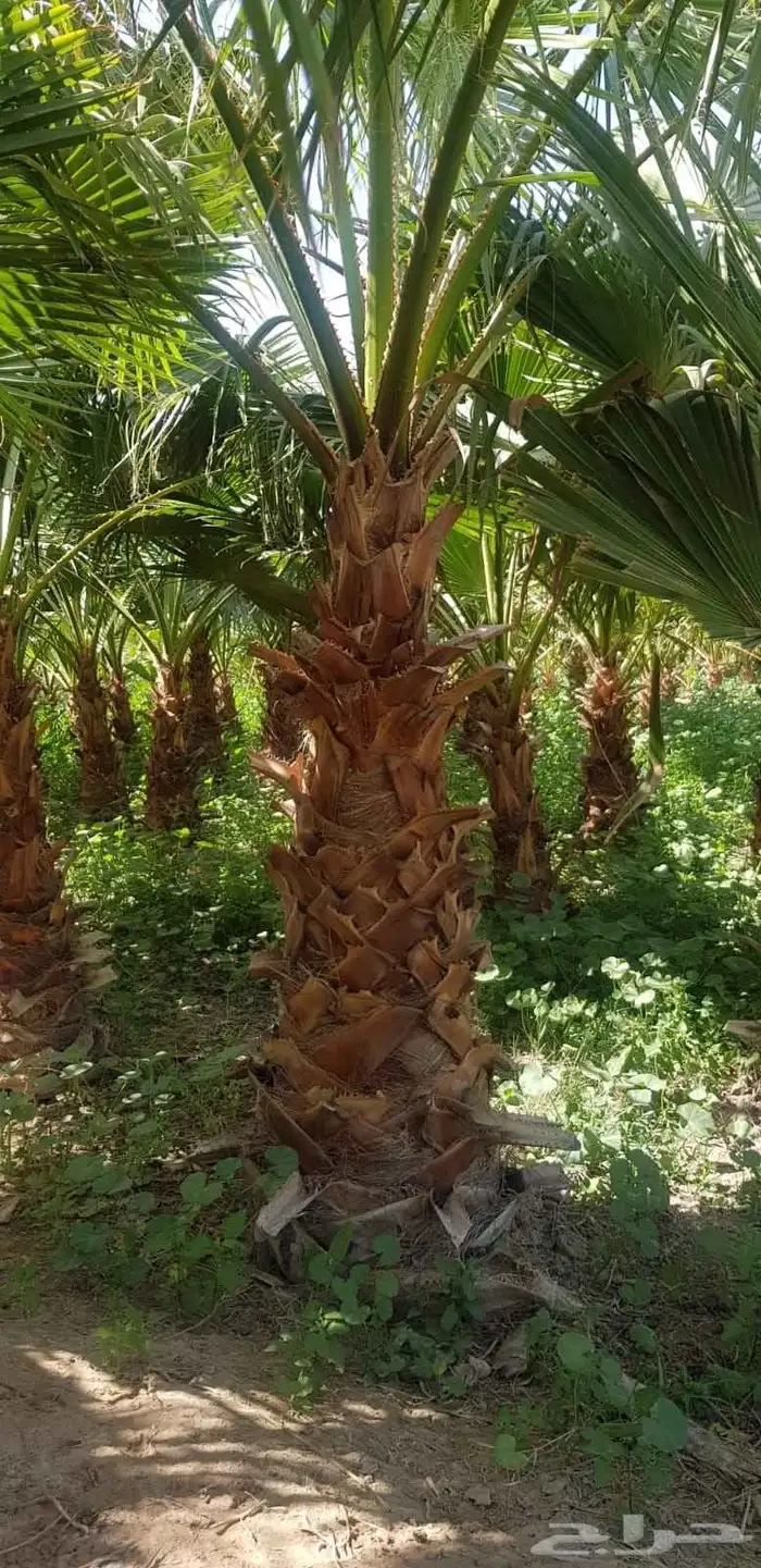 للبيع نخل واشنطونيا زينه جميع المقاسات 2