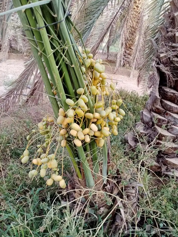 نخل للبيع طيب اخلاص سكري برحي صقعي مجدول هلالي 1