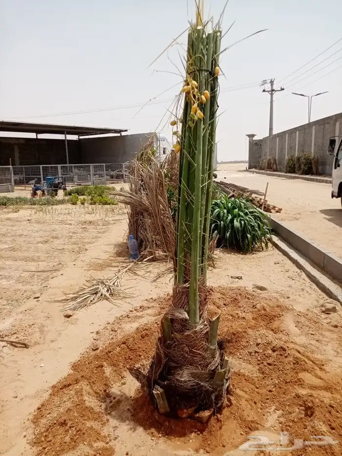 نخل للبيع طيب اخلاص سكري برحي صقعي مجدول هلالي 0